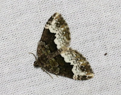Tvåspetsad fältmätare Euphyia biangulata