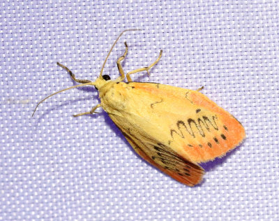 Rosenvinge Miltochrista miniata