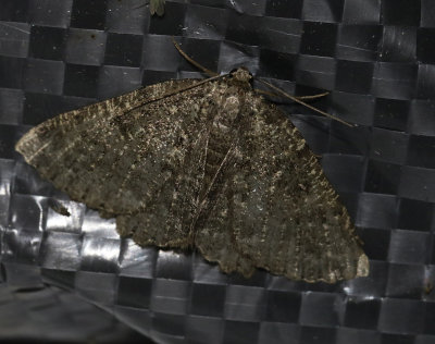 Mindre ringmätare Charissa obscurata