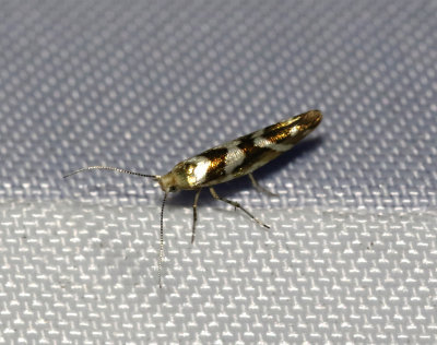 Alhängemal Argyresthia goedartella