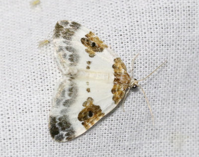 Tvåfärgad fältmätare Plemyria rubiginata