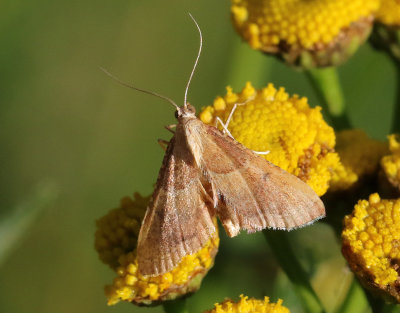 Krattmott  Endotricha flammealis