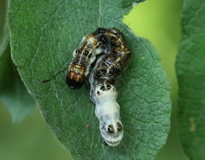 Alaftonfly  Acronicta alni