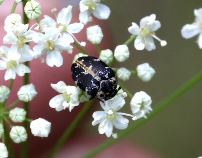 Anthrenus scrophulariae