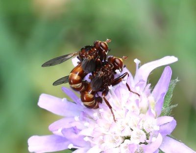 Sicus ferrugineus