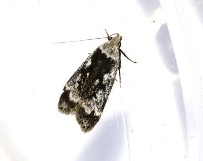 Björksobermal Anacampsis blattariella