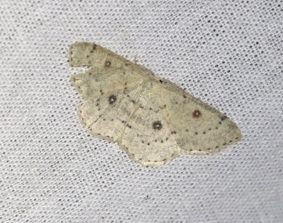 Björkgördelmätare Cyclophora albipunctata