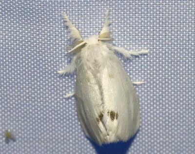 Krsbrsrdgump  Euproctis similis