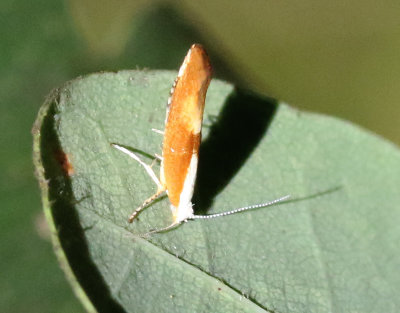Rdbrun slnknoppmal  Argyresthia albistria