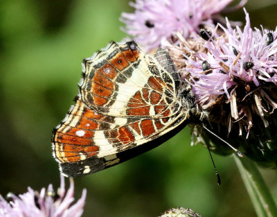 Kartfjril -  Map Butterfly - Araschnia levana