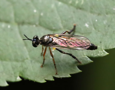  Dioctria hyalipennis
