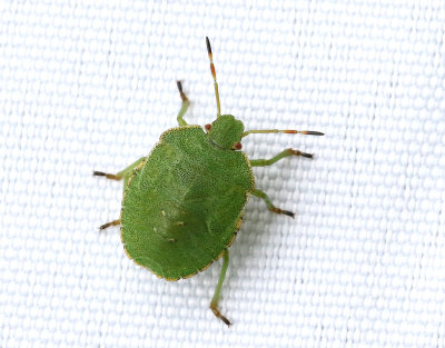Grn brfis<br> Palomena prasina