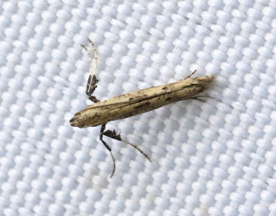 Punktstyltmal  Caloptilia populetorum