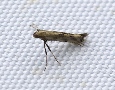 Punktstyltmal  Caloptilia populetorum