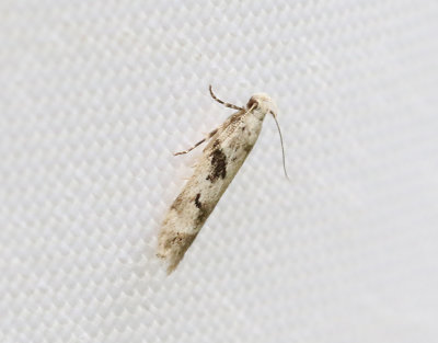 Svartfläckig buskstjärnblomsmal Caryocolum blandellum