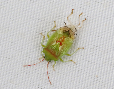 Teneral Bärfisar/Stink Bugs
