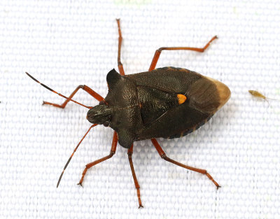 Rdbent brfis<br>Pentatoma rufipes 