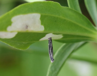Spnejlikesckmal  Coleophora saponariella