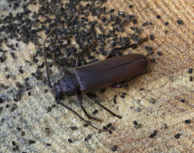 Brun barkbock   Arhopalus rusticus