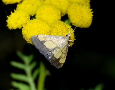 Lktravsmott  Evergestis limbata