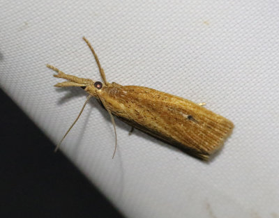 Saxsvmott  Donacaula forficella