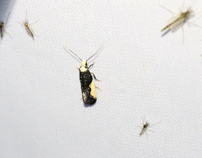 Munkbomal Monopis monachella