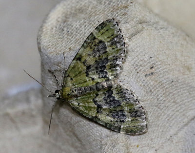 Grön lobmätare Acasis viretata