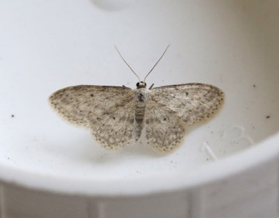Rislövmätare Idaea seriata