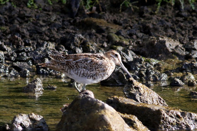 Enkelbeckasin Common Snipe Gallinago gallinago