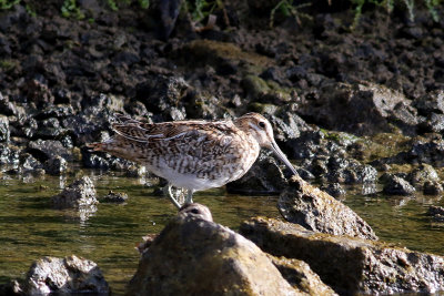 Enkelbeckasin  Common Snipe  Gallinago gallinago