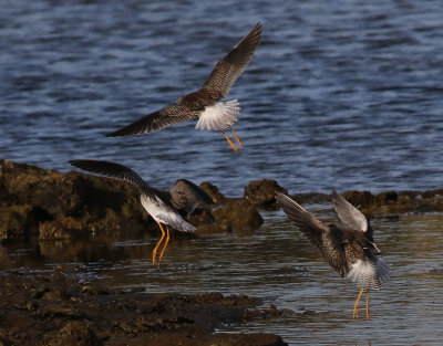 Mindre gulbena  Lesser Yellowlegs   Tringa flavipes