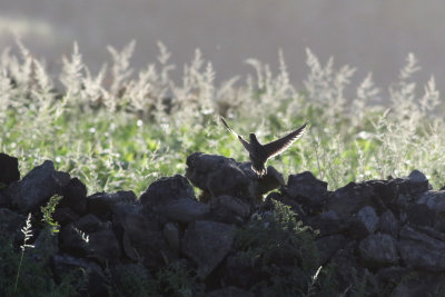 Kornknarr  Corncrake  Crex crex