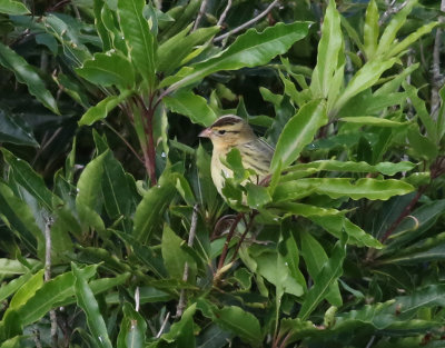 Bobolink  Dolichonyx oryzivorus