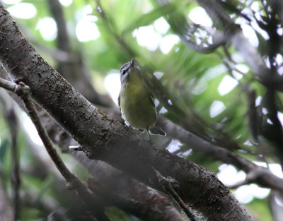 Kanadavireo Philadelphia Vireo Vireo philadelphicus