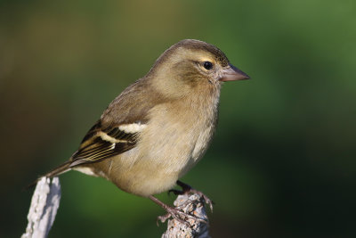Bofink Common Chaffinch Fringilla coelebs moreletti