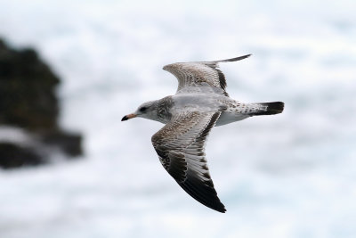 Ringnbbad ms Ring-billed Gull Larus delawarensis