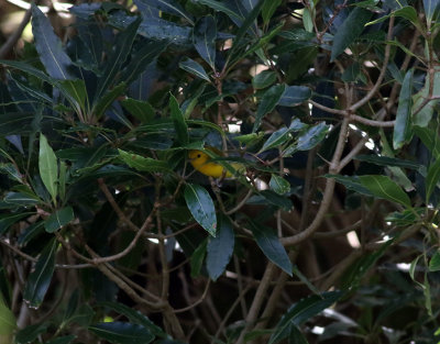 Gyllenskogssngare  Prothonotary warbler  Protonotaria citrea