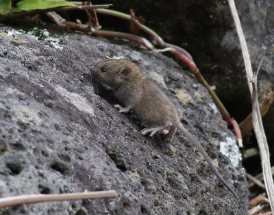 Rodentia sp.