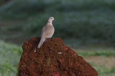 Turkduva  Eurasian Collared Dove  Streptopelia decaocto