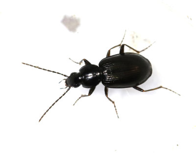 Skogskrrlpare   Agonum fuliginosum