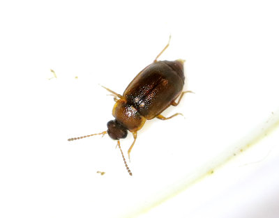 Anthobium atrocephalum