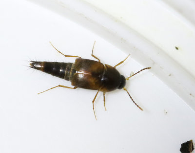 Sepedophilus littoreus