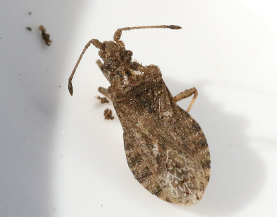 Arenocoris fallenii