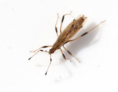 Berytinus crassipes