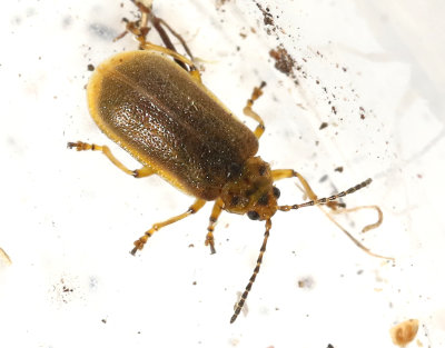 Slgbagge <br> Galerucella lineola