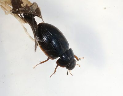 Hydrobius fuscipes