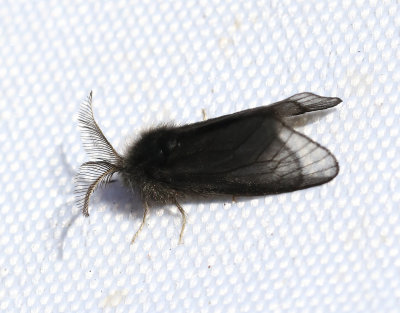 Ljungsckspinnare  Acanthopsyche atra