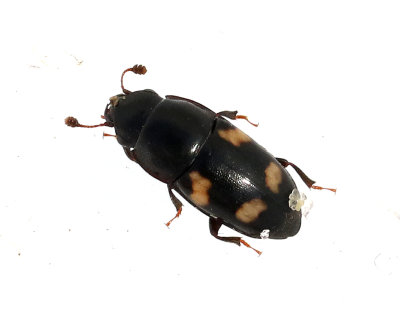 Glischrochilus quadrisignatus