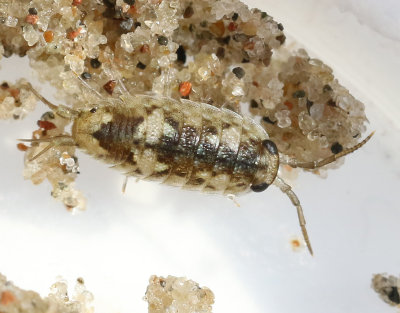 Strandgrsugga  Ligia oceanica