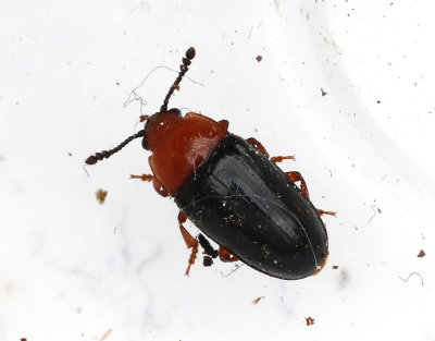Erotylidae   Trdsvampbaggar